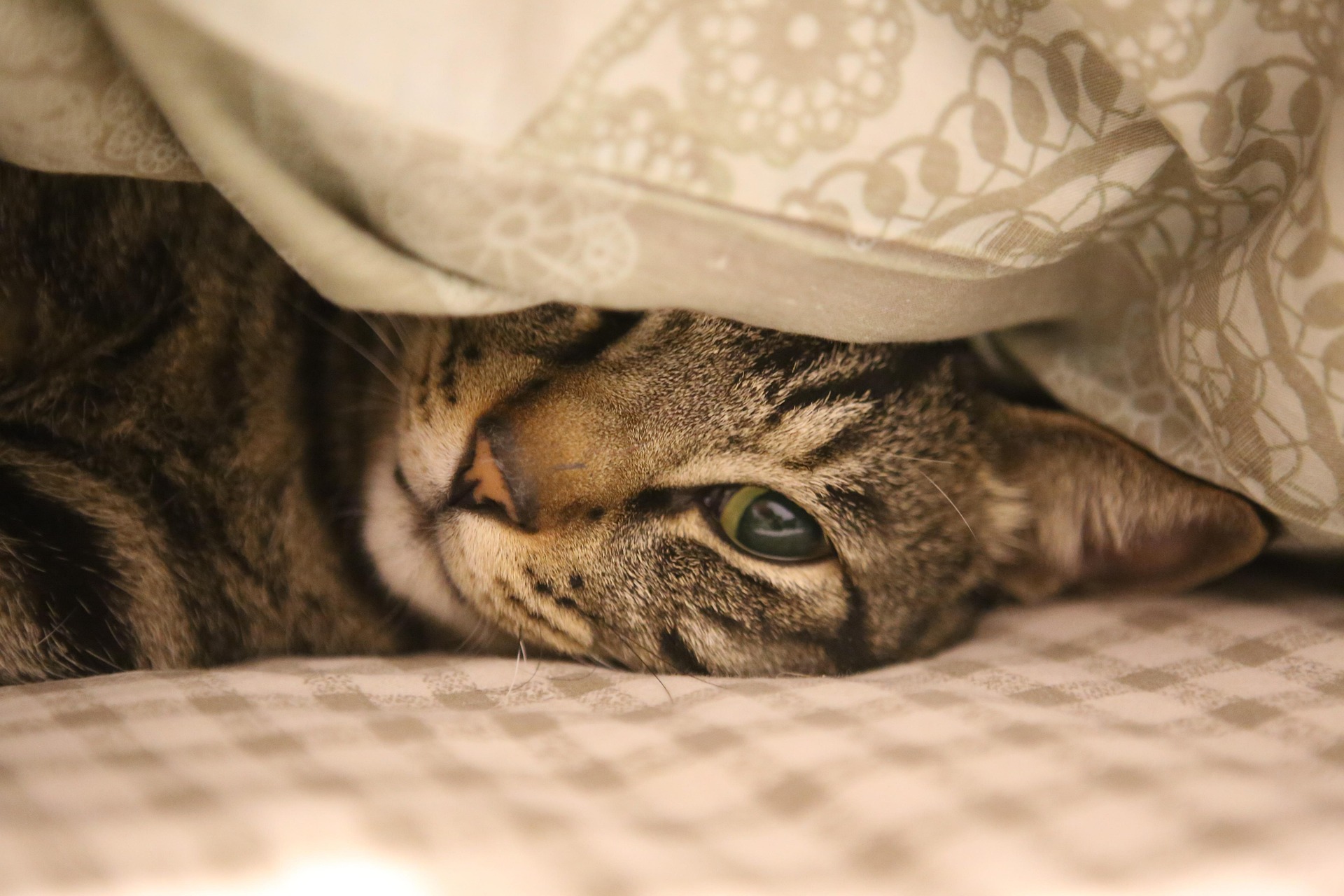 Pet calmo e relaxado recebendo atendimento com carinho e conforto